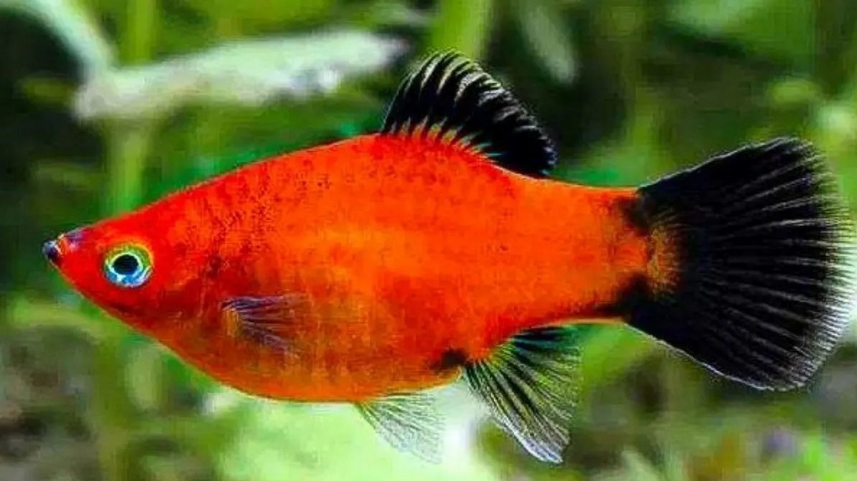 Ikan Platy, Si Warna-warni yang Cocok untuk Pemula dan Penggemar Akuarium