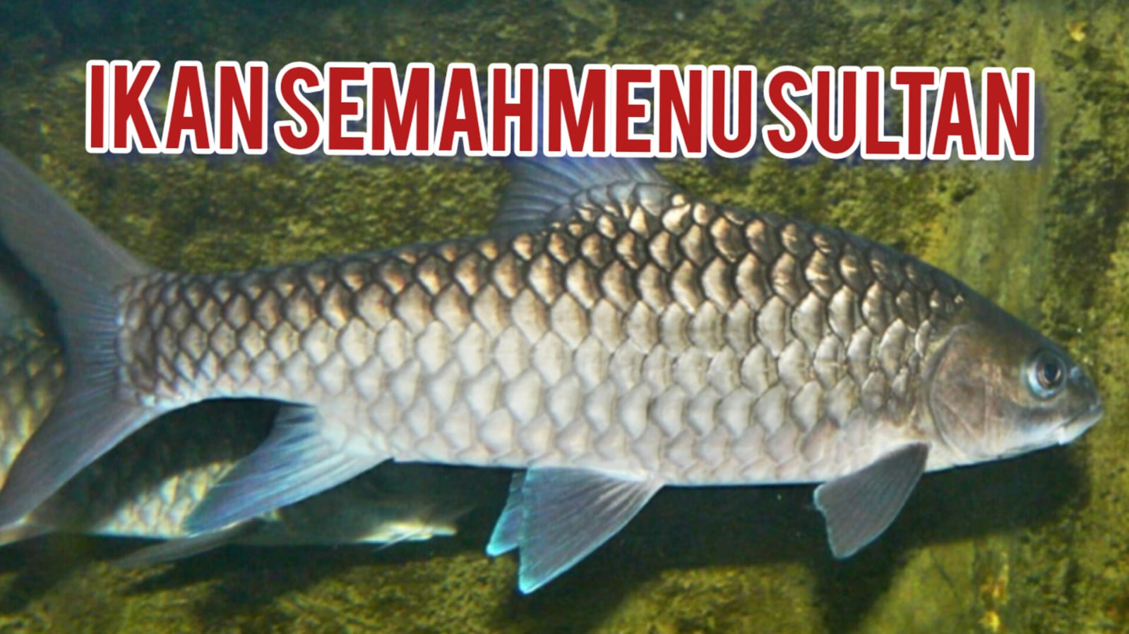 Ikan Semah Disebut Juga Ikan Dewa, Menu Para Sultan, Harganya Selangit, Ini Alasannya 