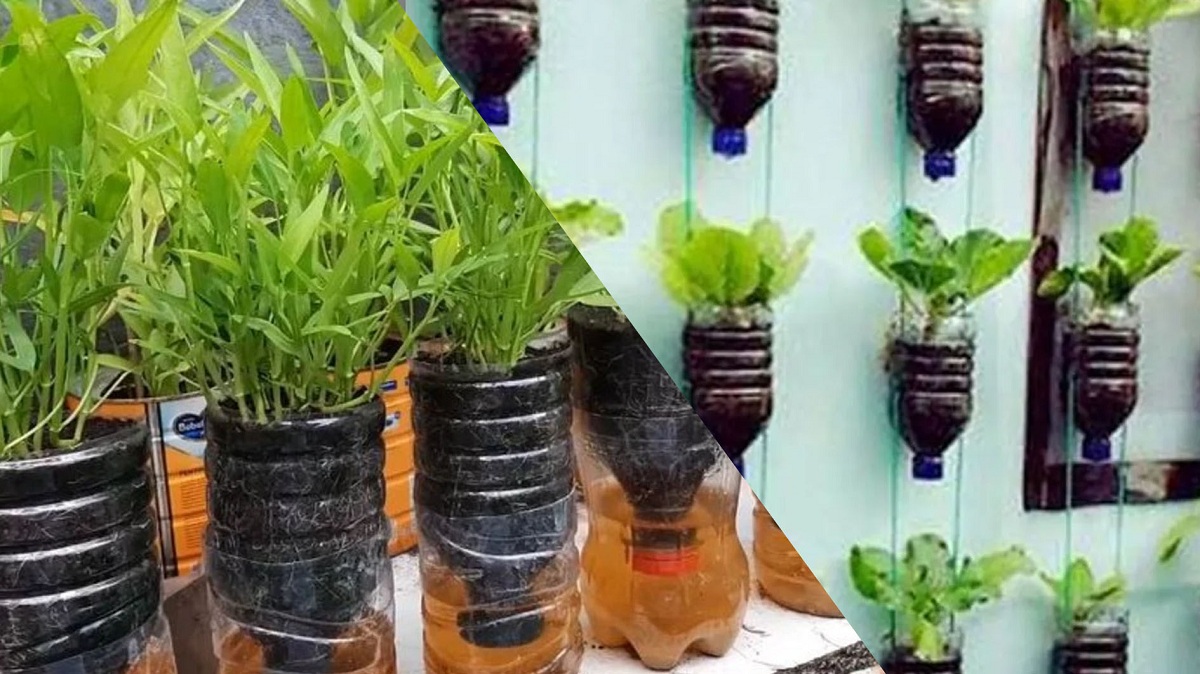 Hemat Air dan Ramah Lingkungan, Begini Cara Budidaya Kangkung Hidroponik dengan Botol Bekas
