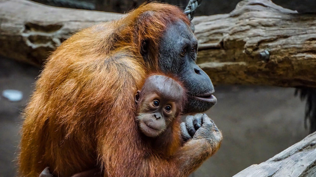 10 Hewan yang Dilindungi di Indonesia Karena Terancam Mengalami Kepunahan