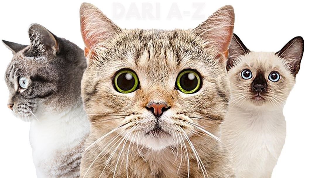 15 Jenis Kucing Ras yang Dapat Kalian Pelihara Selain Anggora dan Persia, Yuk Simak