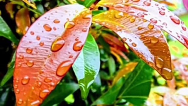 Tanaman Hias Pucuk Merah Memiliki Warna Daun yang Unik dan Bisa Mempercantik Taman Depan Rumah