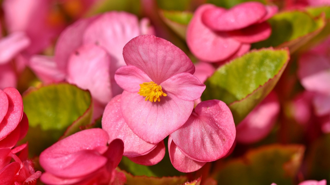 Bunga Begonia Disukai Oleh Banyak Orang karena Memiliki Warna Daun yang Cantik, ini 3 Cara Merawatnya