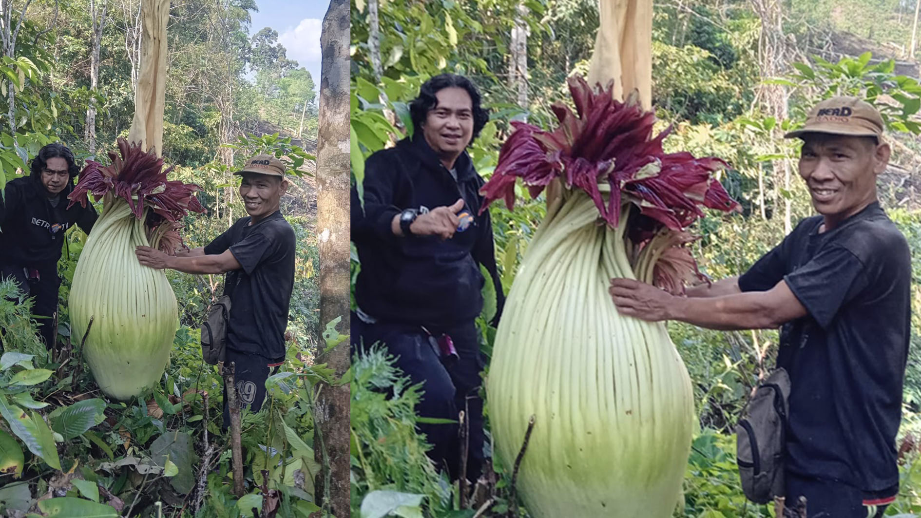 Bunga Bangkai Raksasa Tumbuh di Kebun Warga Taba Remanik Musi Rawas, Butuh Waktu Berjam-jam ke Lokasi