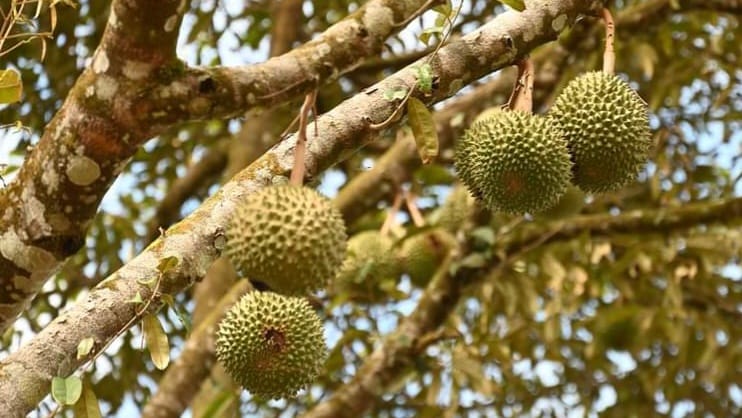 5 Daerah Penghasil Durian di Lubuk Linggau, Nomor 3 Bayar Rp50 Ribu Makan Sepuasnya