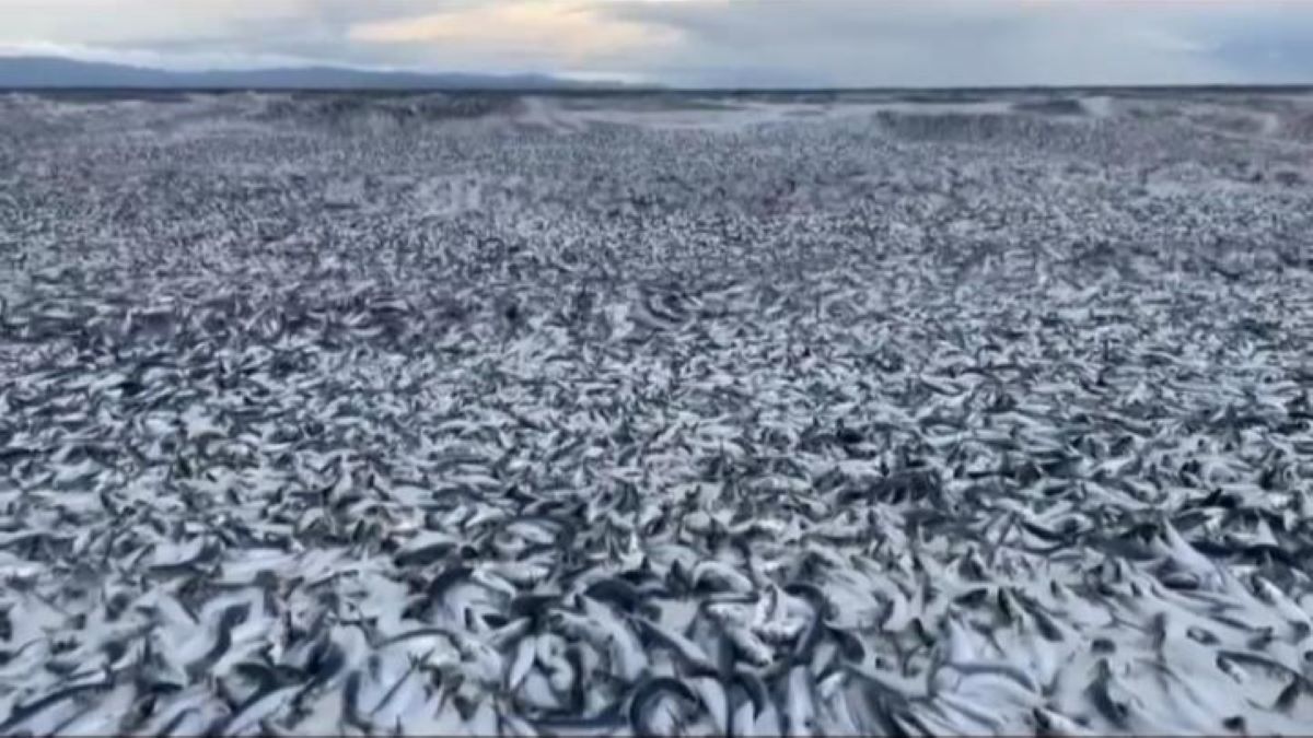 Pemandangan Langka, Ribuan Ton Ikan Sarden Mati Terdampar di Pantai Jepang