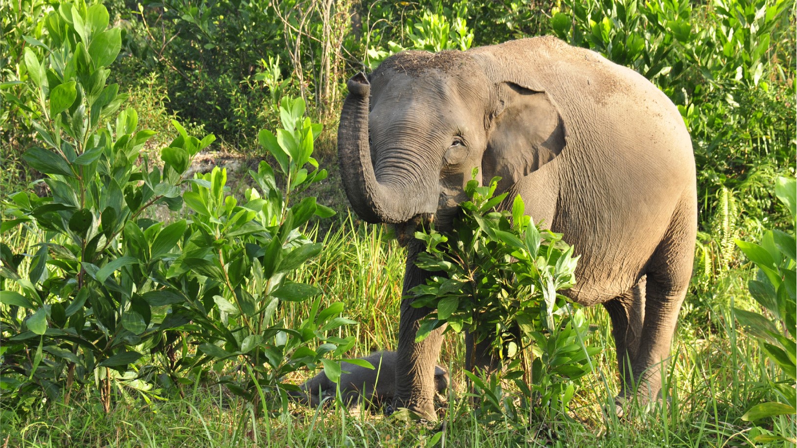 Konflik Manusia dengan Gajah Juga Terjadi di Muratara, 1 Warga Meninggal Dunia Setelah Diinjak