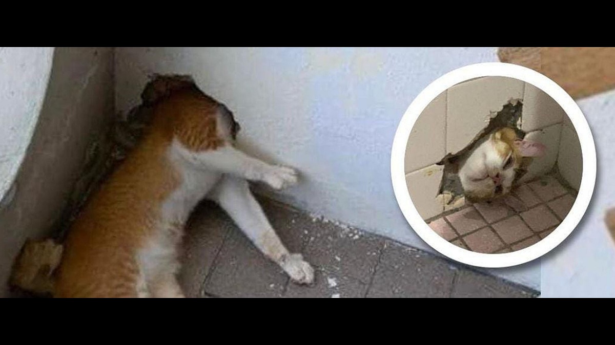 Banyak Ulah, Petugas APM Malaysia Bantu Kucing Oren yang Kepalanya Terjepit di Dinding
