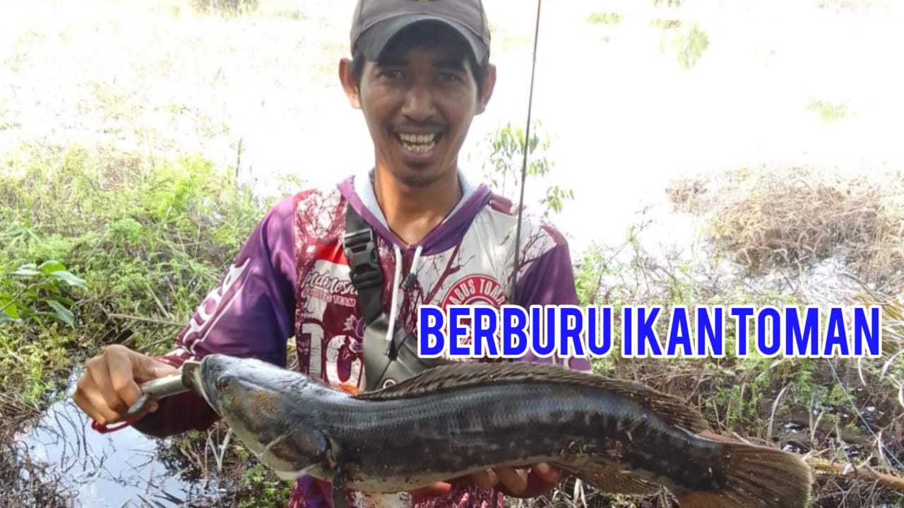 5 Jenis Ikan Toman yang Diburu Mancing Mania, Namanya Aneh-aneh, Cek di Daerah Kalian Ada Nggak 