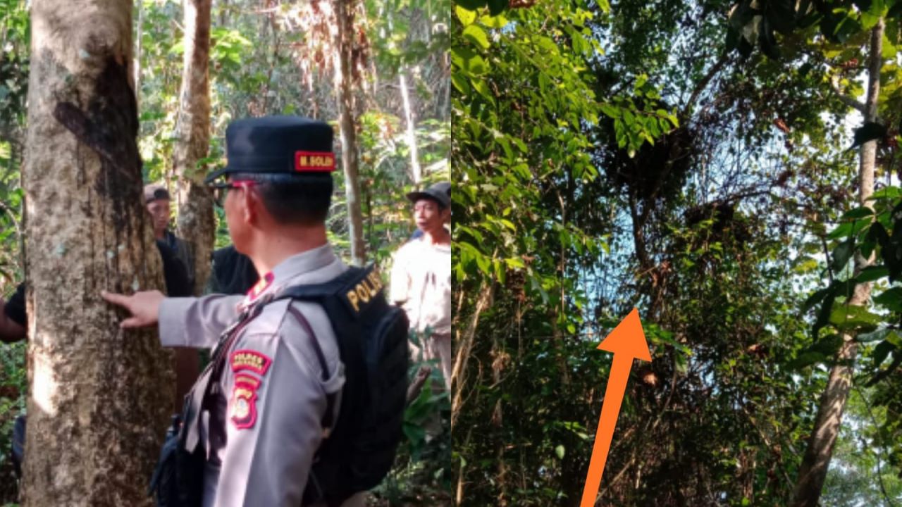 BKSDA: Beruang Sedang Beranak, Warga Musi Rawas Diminta Waspada