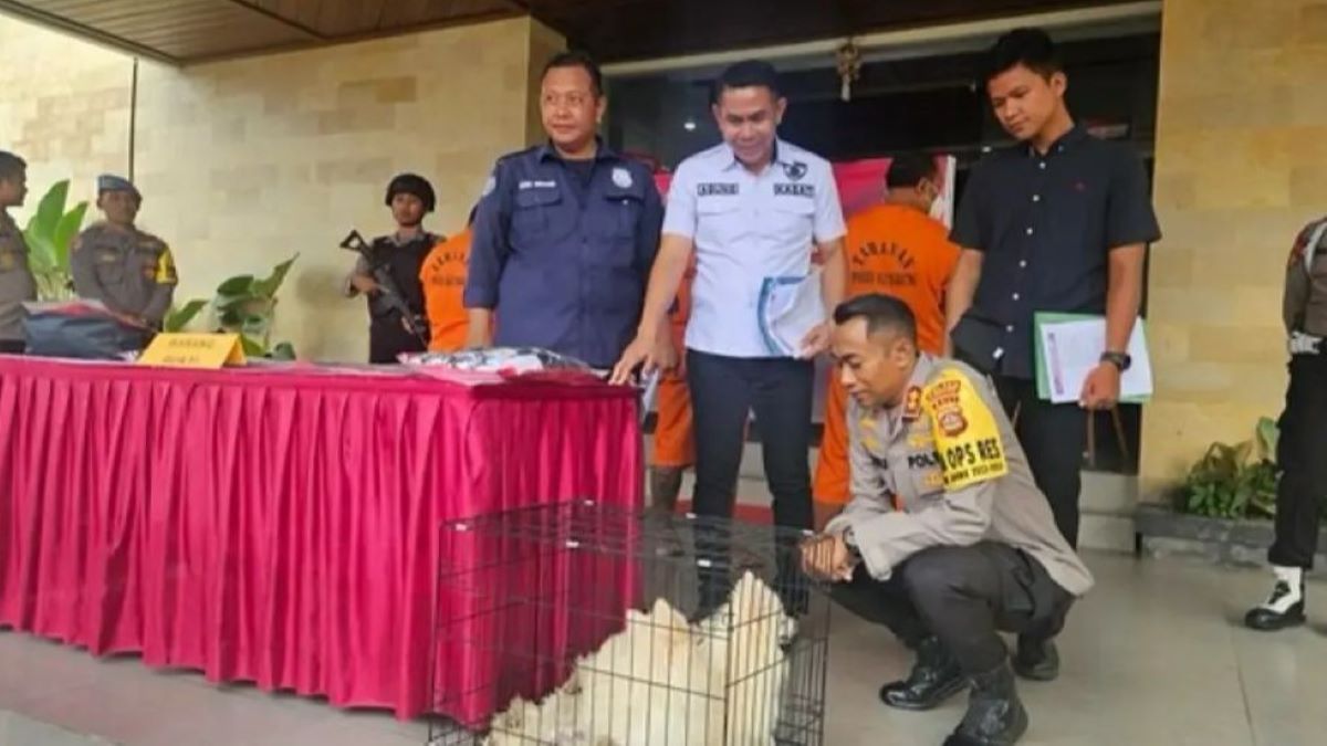 Bocah 14 Tahun di Bali Curi Uang Rp127 Juta Dipakai Untuk Beli Anjing, Begini Kronologinya
