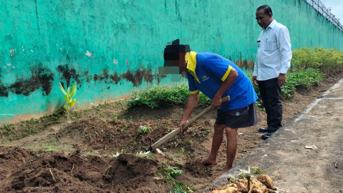 Dukung 13 Program Akselerasi Menteri Imipas, Lapas Narkotika Muara Beliti Panen Ubi Jalar