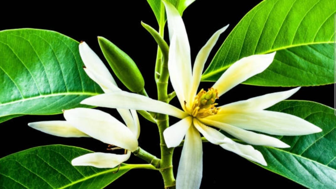 Mitos Atau Fakta, Inilah 7 Bunga Disukai Mahluk Halus, Sering Juga untuk Ritual Adat
