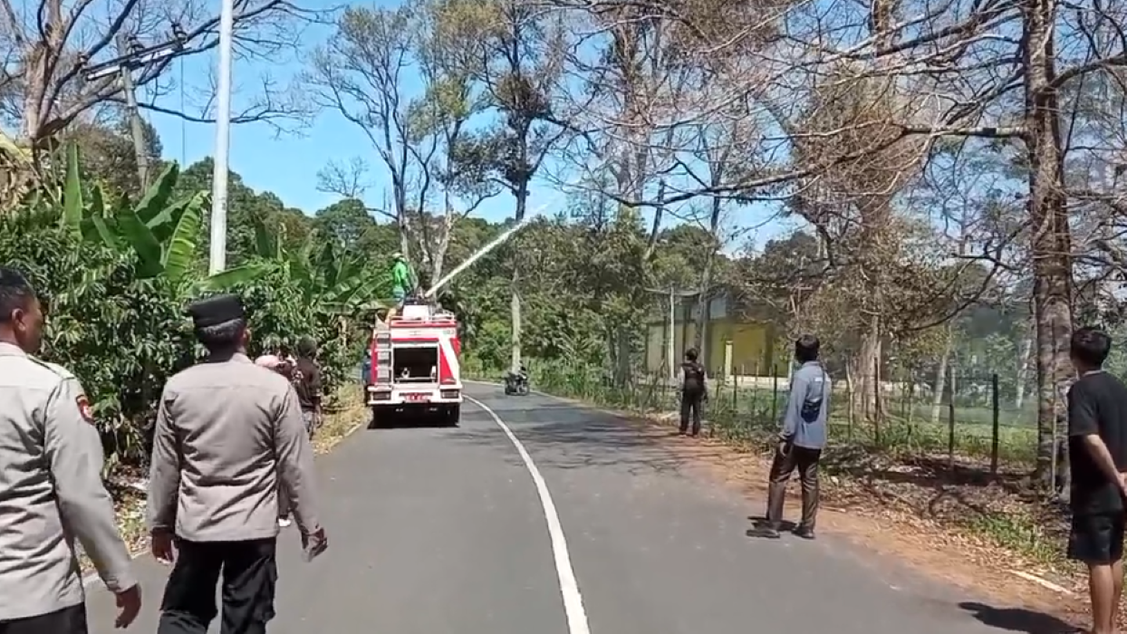 Pohon Durian Lubuk Linggau yang Diserang Ulat Disemprot Pakai Mobil Damkar