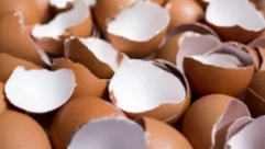 Jangan Anggap Remeh, ini Manfaat Cangkang Telur untuk Kesehatan 