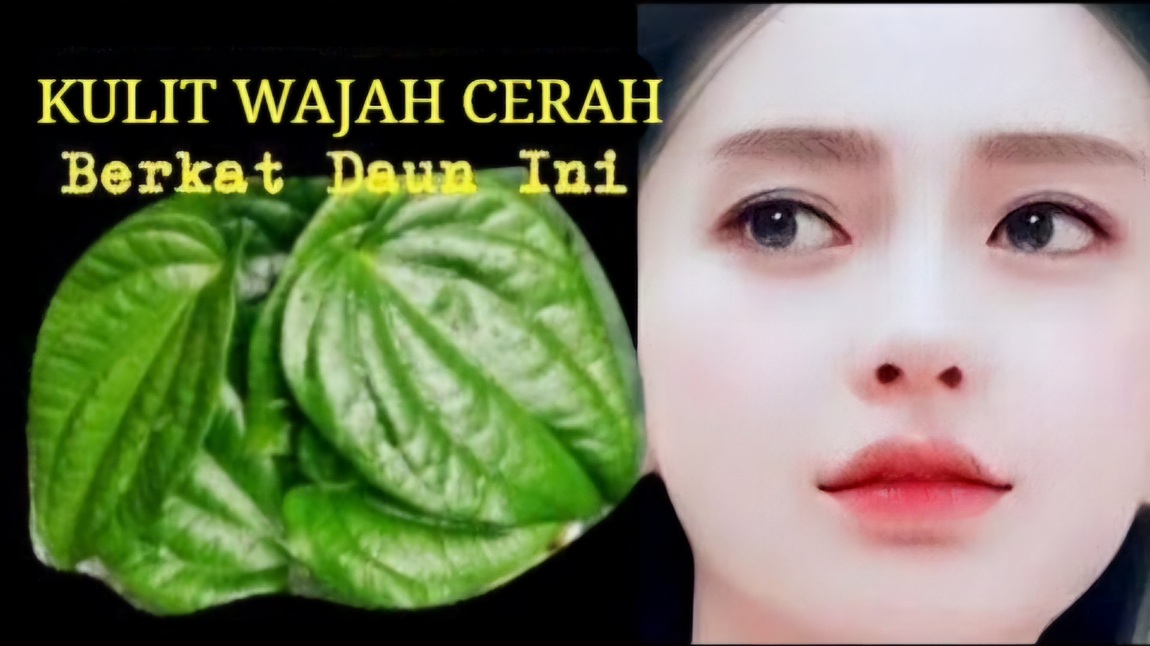 Wajah Putih Merona dengan Daun Sirih, Begini Cara Bikinnya