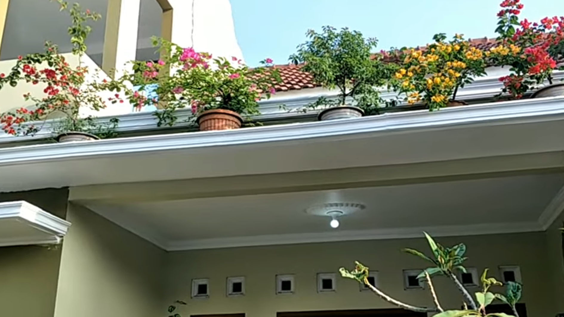 Ciptakan Taman yang Indah, Berikut ini 5 Jenis Tanaman Hias yang Cocok di Balkon Rumah