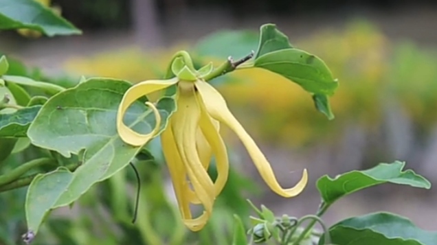 Bunga Kenanga Terkenal dengan Kelopaknya Berwarna Kuning Cerah, Berikut 5 Manfaat untuk Kesehatan 