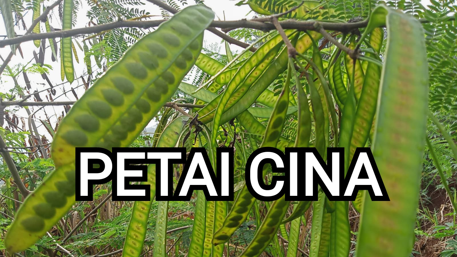 Ketahui, ini 6 Manfaat Petai Cina untuk Kesehatan, Simak Ulasannya di Sini