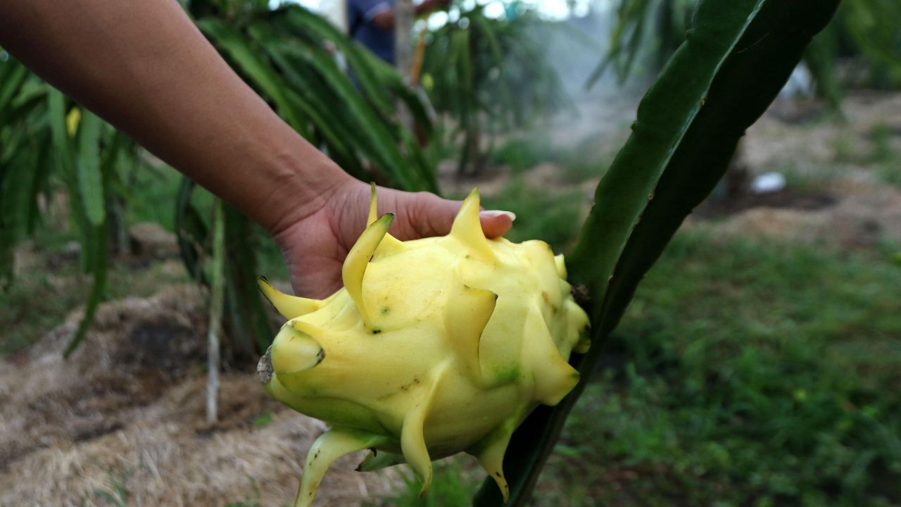 Dari Banyuwangi ke Pasar Lebih Luas, Petani Buah Naga Naik Kelas Berkat Program Klasterku Hidupku BRI