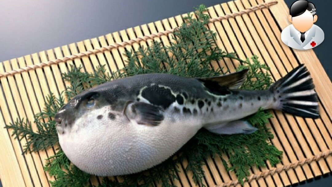 Gejala Keracunan Ikan Buntal Serta Penanganannya, Hati-Hati Dapat Mematikan