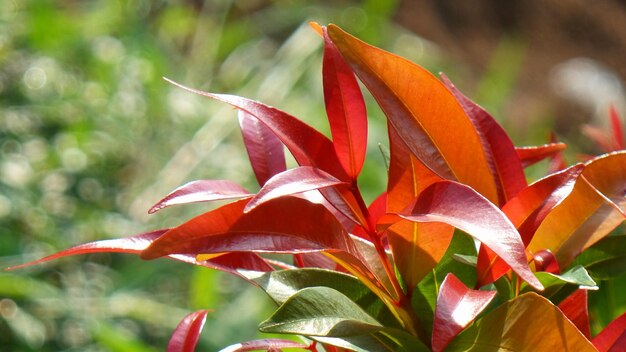 Tanaman Hias Daun Pucuk Merah Ternyata Punya 5 Manfaat, Begini Cara Mengolahnya