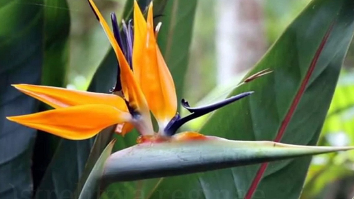 Tanaman Hias Bunga Bird of Paradise Memiliki Bentuk Seperti Kepala Burung Cendrawasih, ini 4 Cara Budidayanya