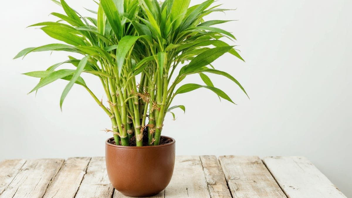 Inilah 3 Tanaman Hias Pembawa Hoki di Rumah, Dipercaya Datangkan Rezeki dan Energi Positif