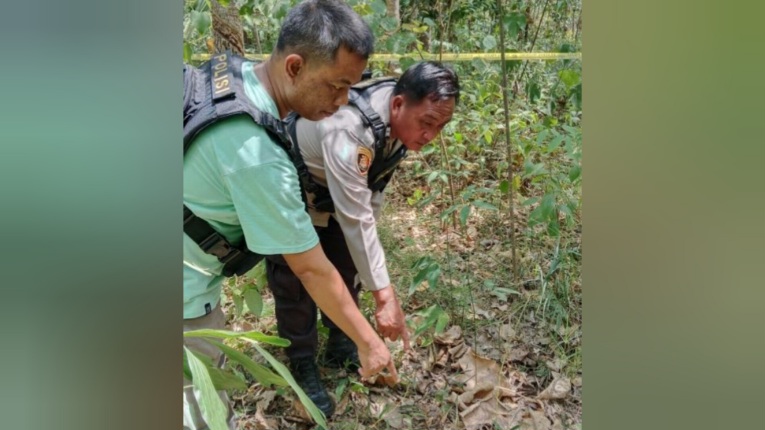 BKSDA Lahat Turunkan Tim, 15 Ekor Gajah Serang Ibu Hamil di Mura Hingga Tewas