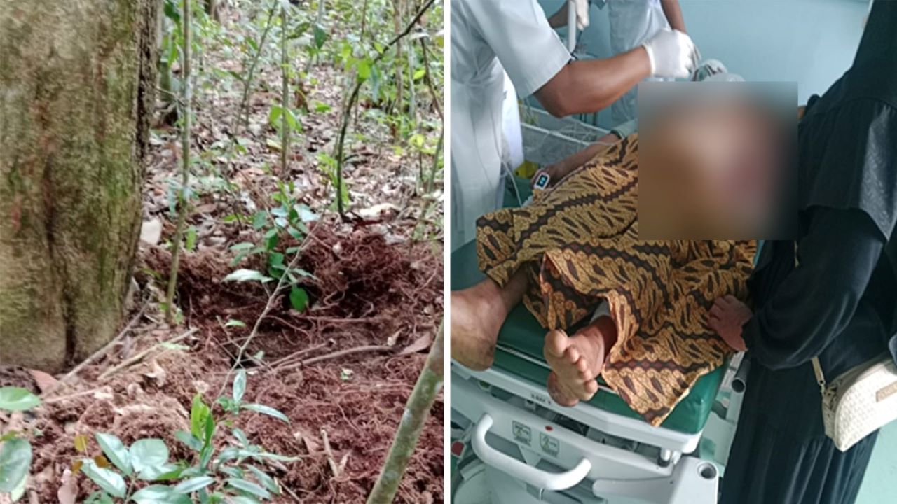 Warga Temukan Sarang Beruang, BKSDA Turun ke Lokasi