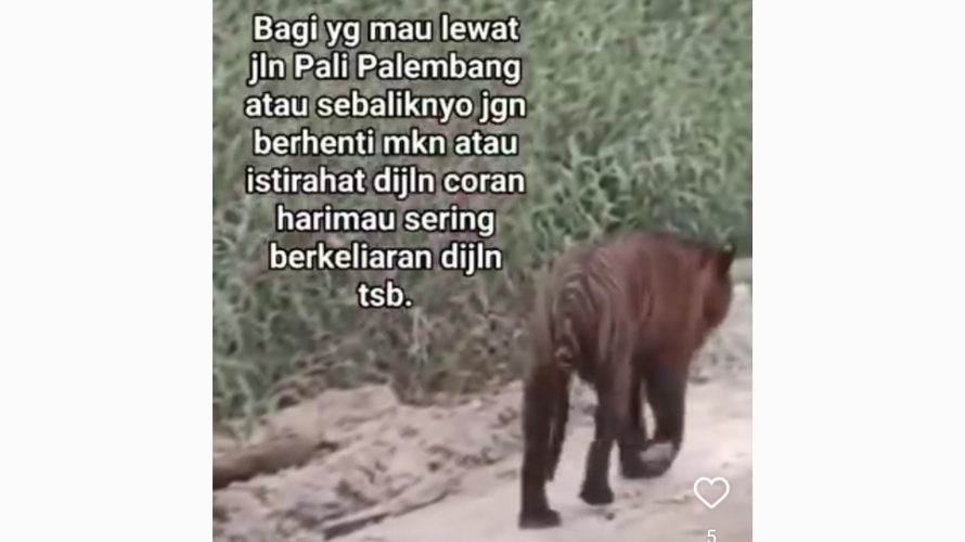 Beredar Video Harimau di Jalan Lintas Mura – PALI, ini Kata BKSDA