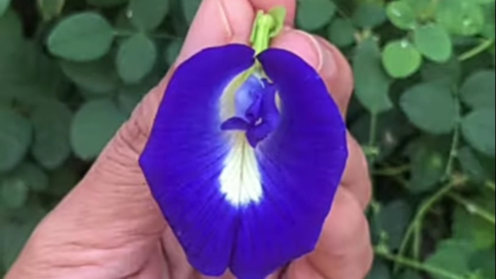Bunga Telang Memiliki Kelopak Berwarna Biru yang Indah, ini 5 Manfaatnya untuk Kesehatan Tubuh