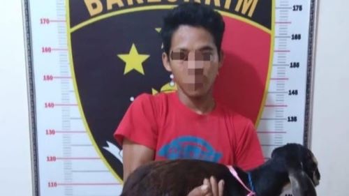 Pria di OKU Sumatera Selatan Nekat Curi 5 Kambing  Milik Kades, Begini Endingnya