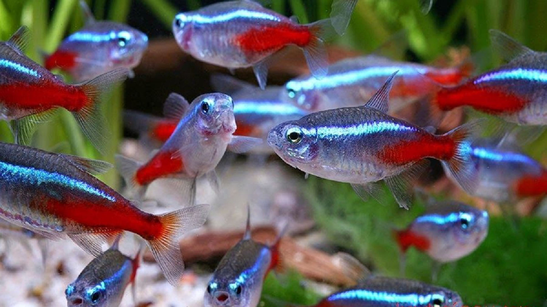 Tubuhnya yang Dihiasi Garis Berwarna Neon Membuat Tampilannya Berkilau, ini Cara Merawat Ikan Hias Neon Tetra