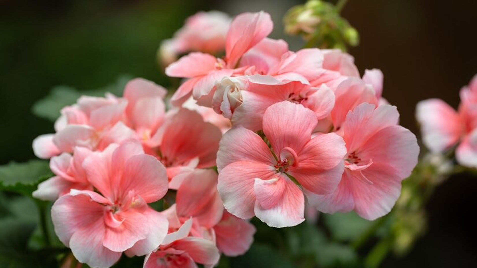 Inilah 6 Jenis Tanaman Hias Geranium, Bunga Cantik yang Banyak Manfaatnya