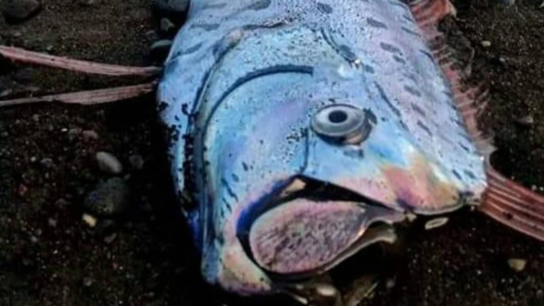 Ikan Kiamat Muncul di Pantai Ini, Muncul 3 Kali dalam Setahun, Cek Pertanda Apa?