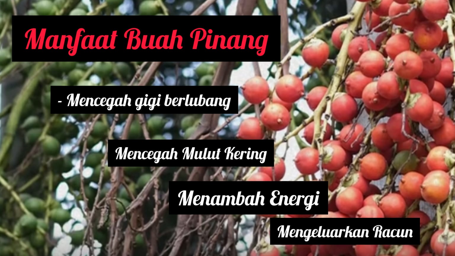 Apakah Buah Pinang Bisa Mengobati Sakit? Cek 8 Manfaat Berikut Ini