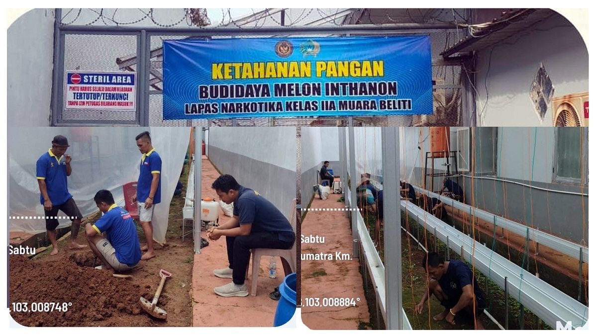 Dukung Program Aksi Kemenimipas, Lapas Narkotika Muara Beliti Manfaatkan Lahan untuk Budidaya Melon Belanda