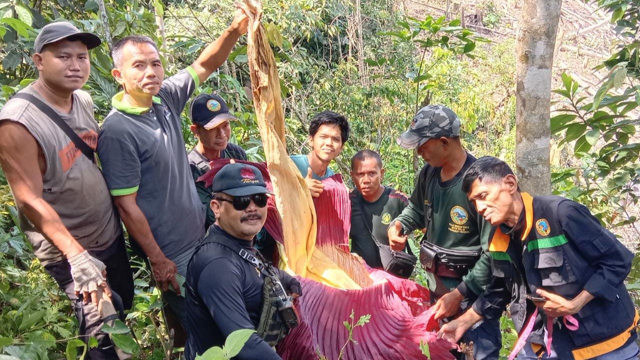 TNKS: Bunga Bangkai di Taba Remanik Musi Rawas, Tumbuhan Dilindungi Negara, Jaga Kelestariannya