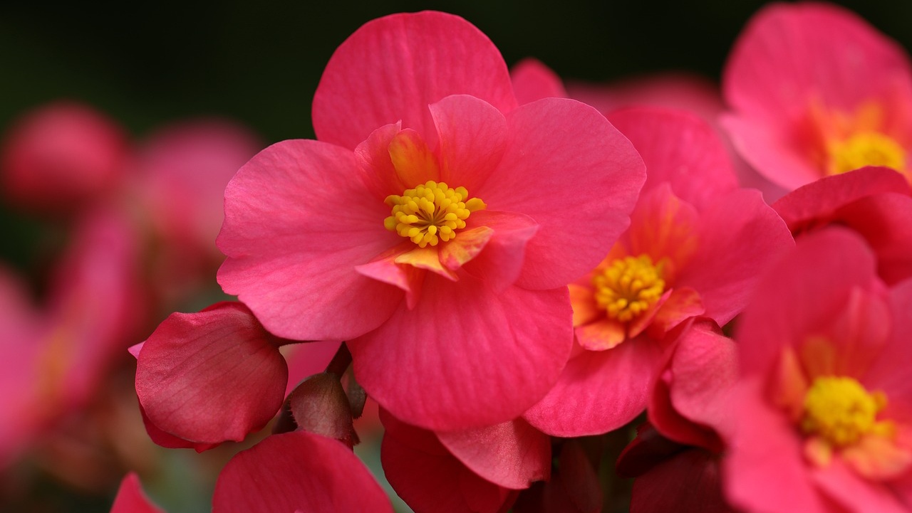 Bunga Begonia Memiliki 3 Manfaat untuk Kesehatan Tubuh, Salahsatunya Mengatasi Gangguan Pencernaan