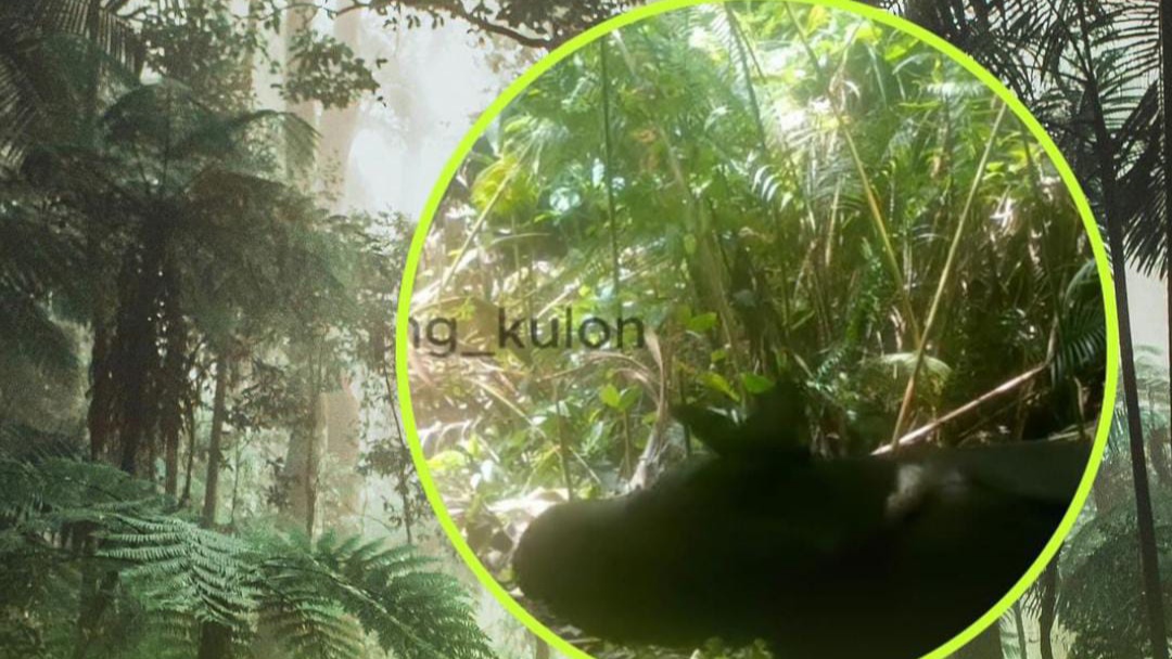 Kabar Gembira! Terekam Kamera, Ada Anak Badak Jawa Baru di Taman Nasional Ujung Kulon