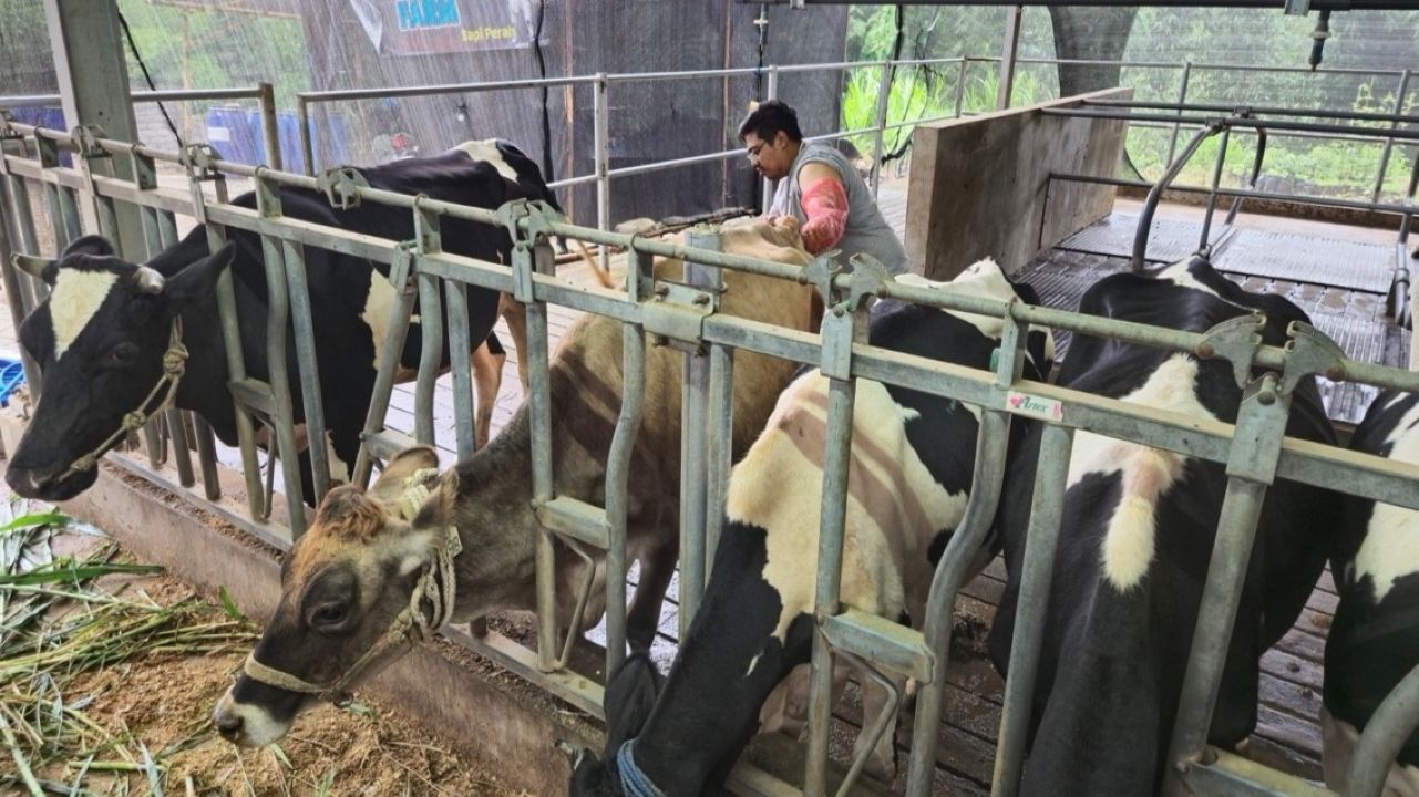 BRI Peduli Tingkatkan Kapasitas Peternak Sapi Perah di Malang Lewat Program Klaster Unggulan