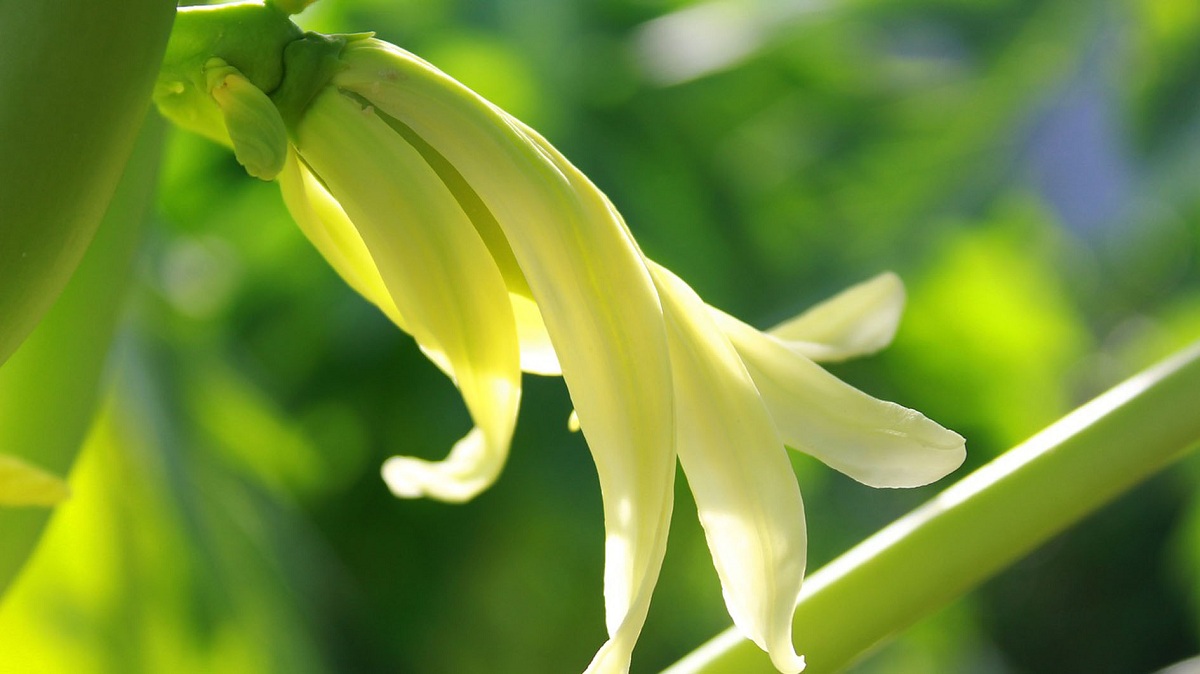 Bunga Pepaya BIsa Dijadikan Sebagai Olahan Sayur dan Mengandung Nutrisi, ini 10 Fakta dan Kesimpulannya