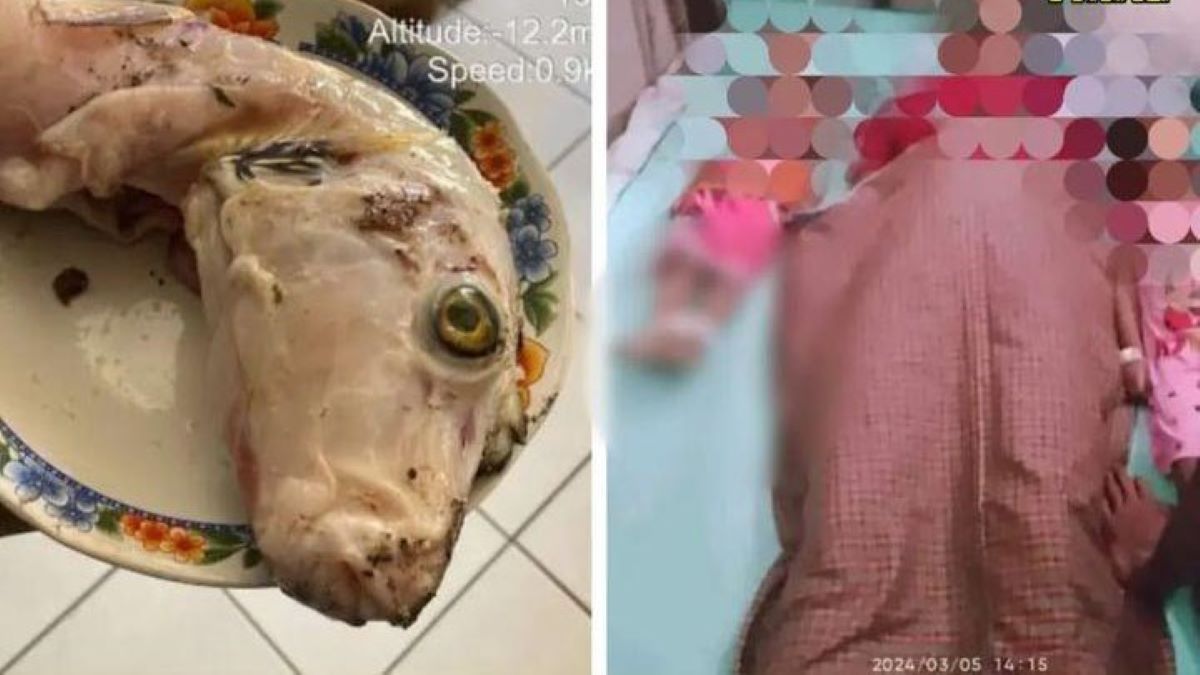 Ibu dan 2 Anak di Maluku Tewas Usai Makan Telur Ikan Buntal, Begini Kronologinya