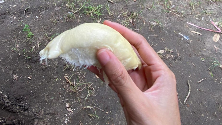 Anti Zonk! Inilah Rahasia Jitu 5 Cara Memilih Durian Enak dan Manis