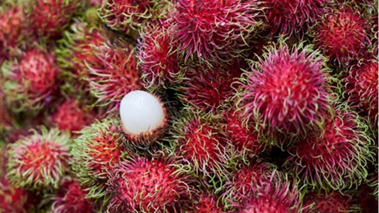 Musim Rambutan Sudah Tiba, Yuk Kenali Jenis-jenisnya