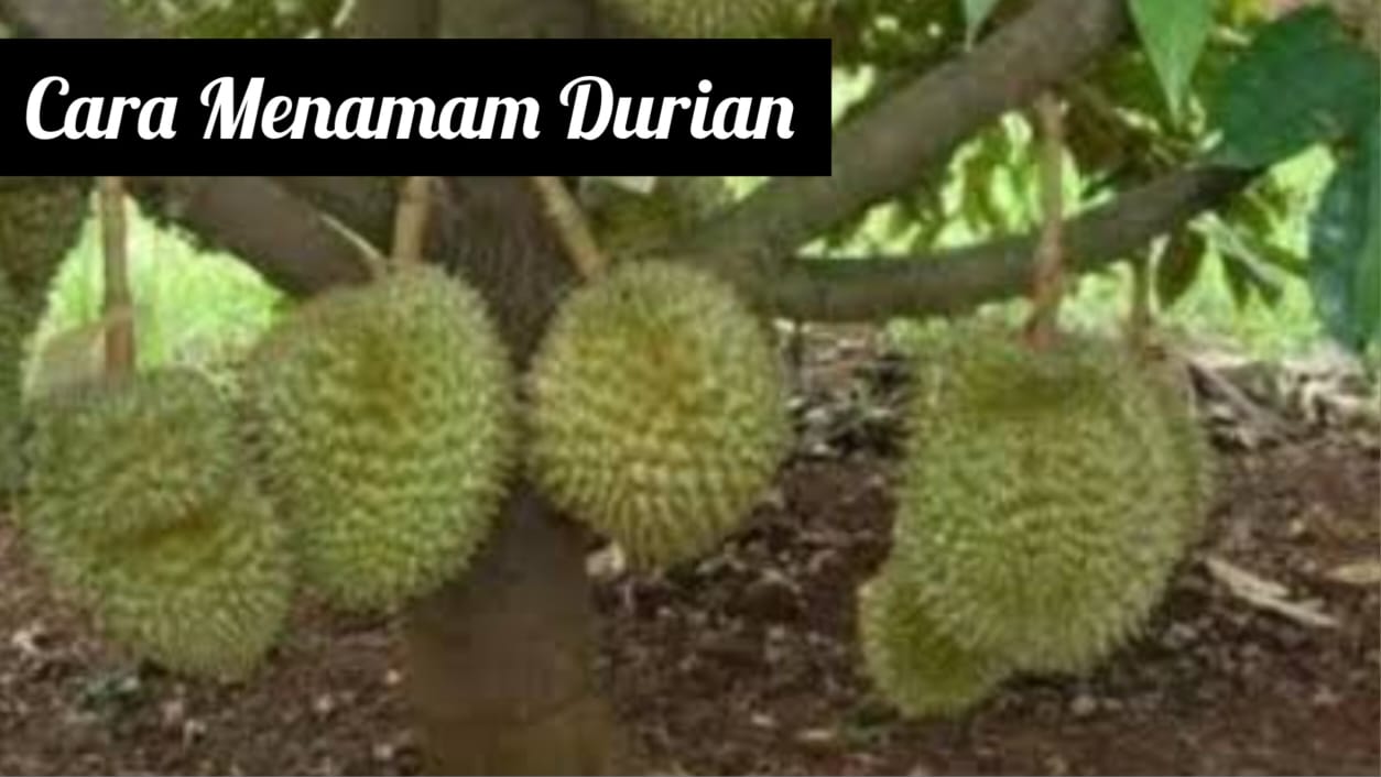 Begini Cara Menanam Durian, Dijamin Hasil Panen Berlimpah   