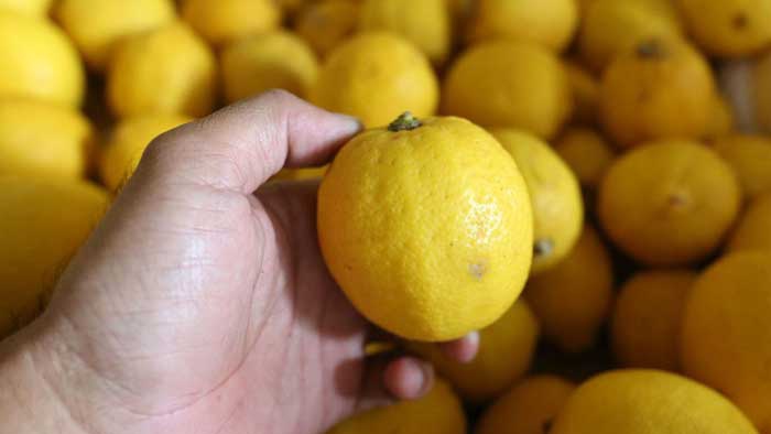 Ini Manfaat Mengonsumsi Lemon, Menjaga sistem imun