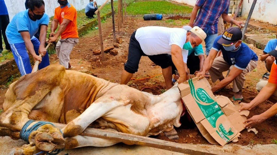 Simak! Ini Lafaz atau Bacaan Doa dan Niat Menyembelih Hewan Kurban Idul Adha