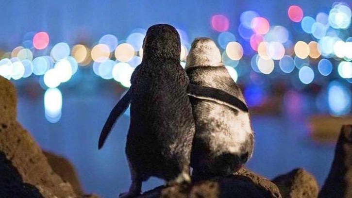 Seorang Fotografer Berhasil Mengabadikan Foto Dua Penguin yang Saling Berpelukan